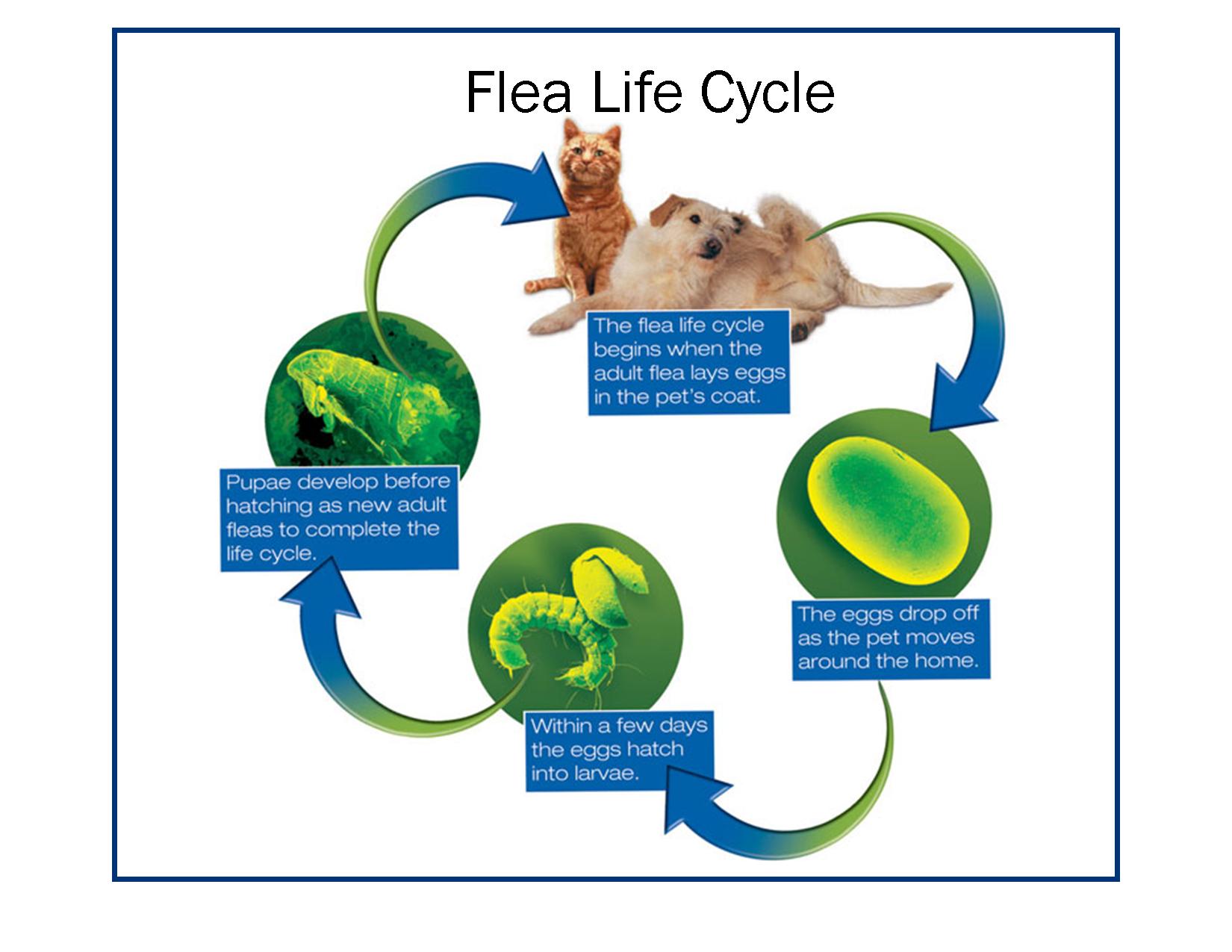 flea-life-cycle