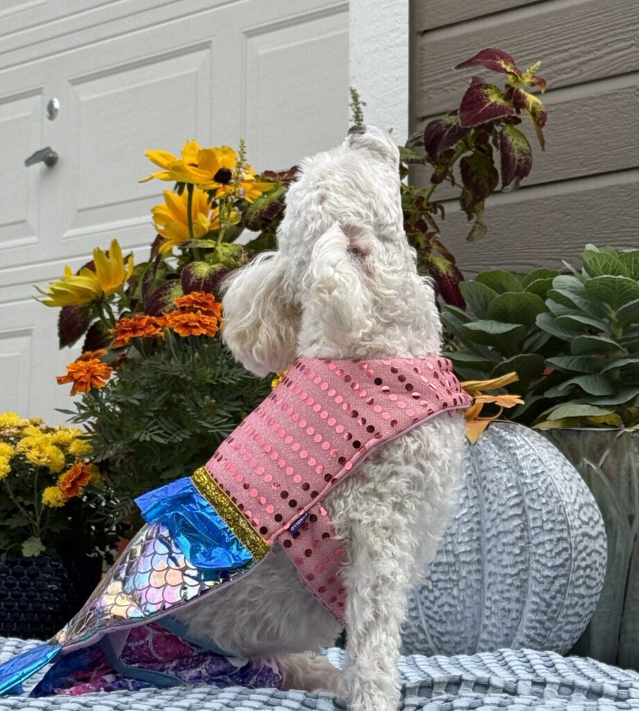 dog wearing mermaid costume
