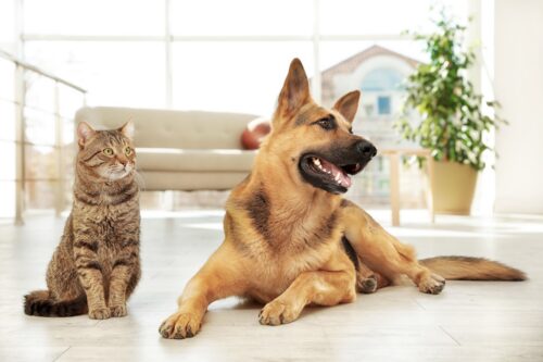 Cat and dog together on floor indoors
