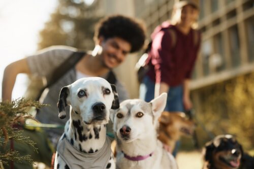 closeup of dogs with professional dog walkers